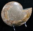 Huge Split Ammonite Pair - Agatized #6405-3